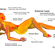 Illustration for article titled 7 Bio-Artists Who Are Transforming the Fabric of Life Itself